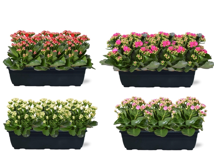 <h4>Hello Summer mix Kalanchoe Blossfeldiana in Duobak 40cm</h4>