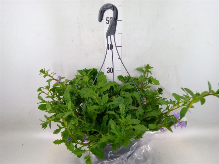 <h4>Scaevola  'Whirlwind Blue'</h4>