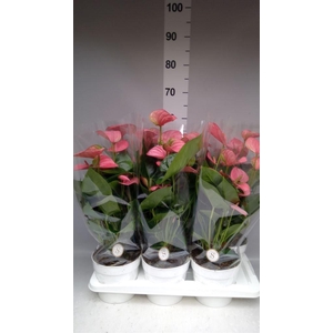 Anthurium andr. 'Pink Champion'