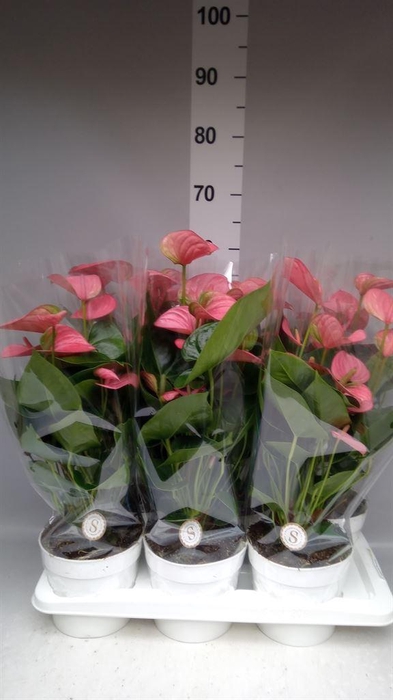 <h4>Anthurium andr. 'Pink Champion'</h4>