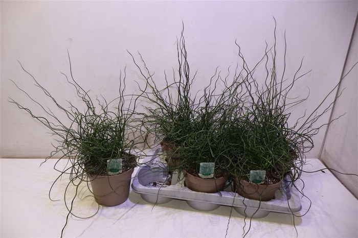 <h4>Junc Ef Spiralis</h4>