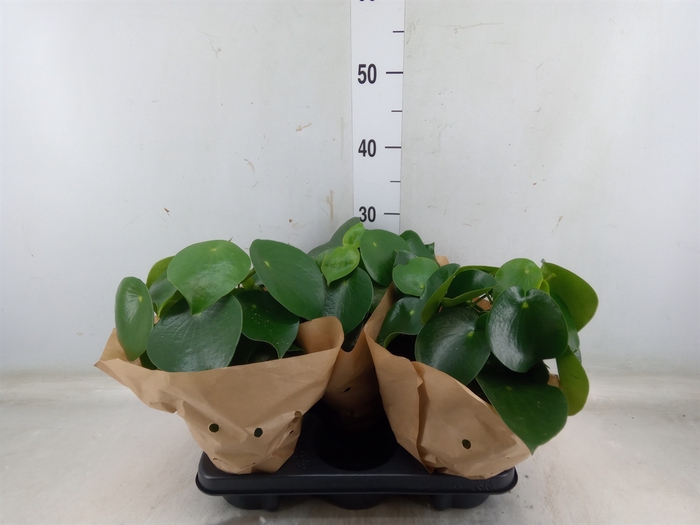 <h4>Peperomia polybotrya 'Raindrop'</h4>