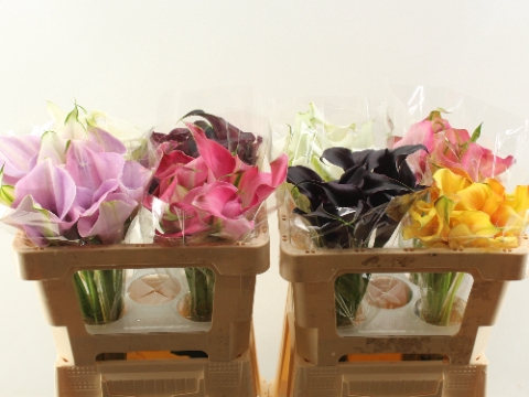 <h4>Zant Ov Gem Mix Calla Double</h4>