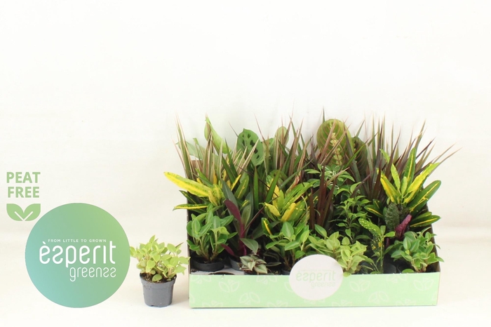 <h4>KAMERPL GEM OV</h4>