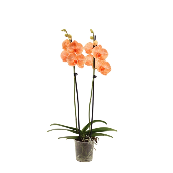 <h4>Phal I Am Orange 2T14+</h4>