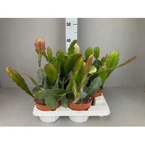 Epiphyllum   ...