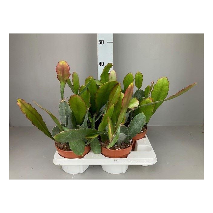 <h4>Epiphyllum   ...</h4>