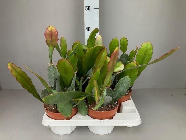 <h4>Epiphyllum   ...</h4>