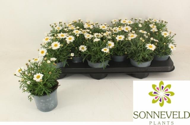 <h4>Arg La Rita White</h4>