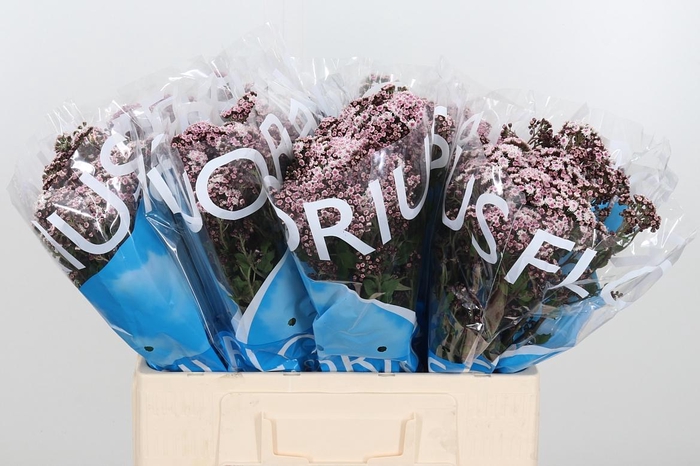 <h4>Eupat Ru Lucky Pink</h4>