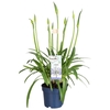 Agapanthus Amourette Superb blauw 10+  tak XL