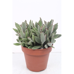 Kalanchoe Tomentosa