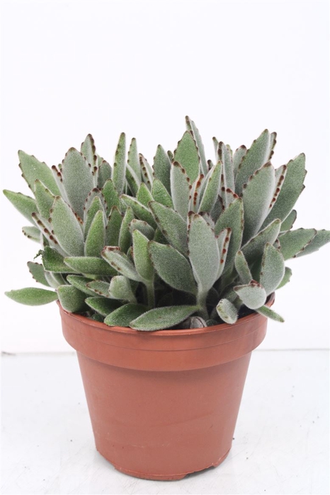 <h4>Kalanchoe Tomentosa</h4>