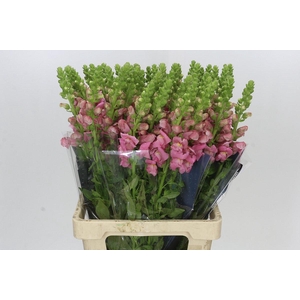 Antirrhinum Potomac Cherry Rose