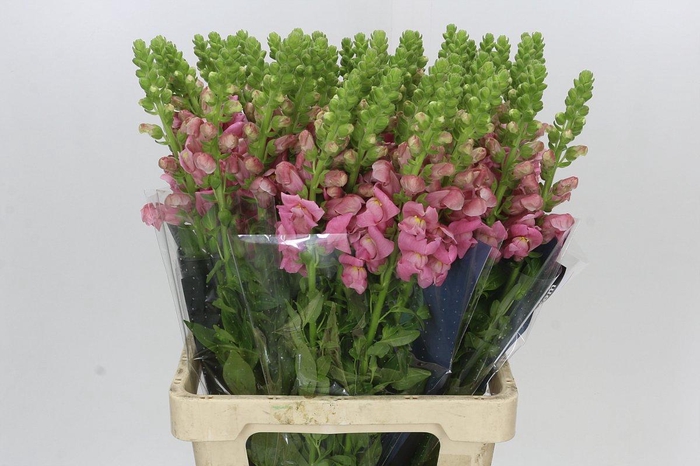 <h4>Antirrhinum Potomac Cherry Rose</h4>