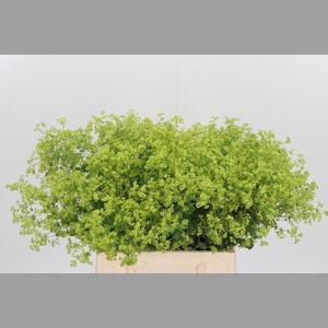 Alchimella Robusta