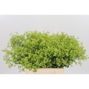 Alchimella Robusta