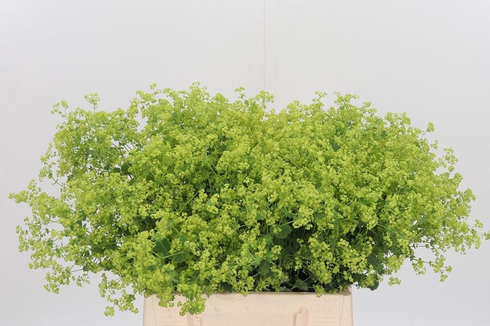 <h4>Alchimella Robusta</h4>