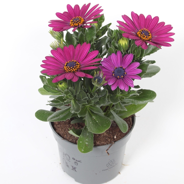 <h4>Osteospermum Jutta p10,5</h4>