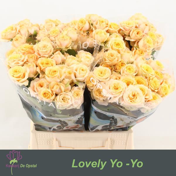 <h4>R Tr Lovely Yo-Yo Opstal</h4>