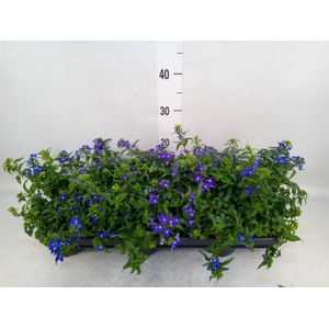 Lobelia erin. 'Richardii'