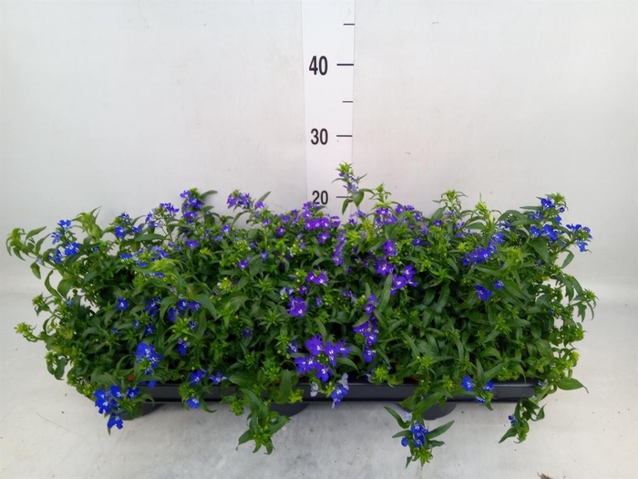 <h4>Lobelia erin. 'Richardii'</h4>