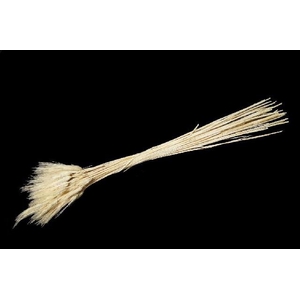 Dried triticum bleached