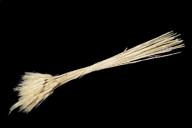 <h4>Dried triticum bleached</h4>