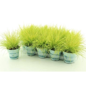 Festuca Amigold