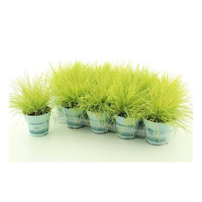 <h4>Festuca Amigold</h4>