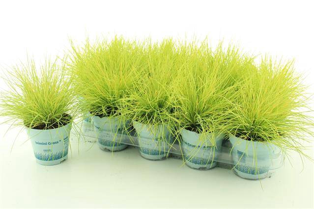 Festuca Amigold