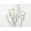 Limonium Joy White X50