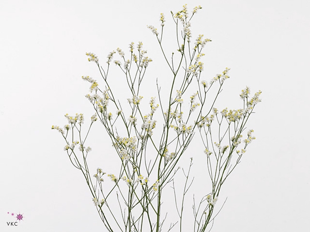 Limonium Joy White X50