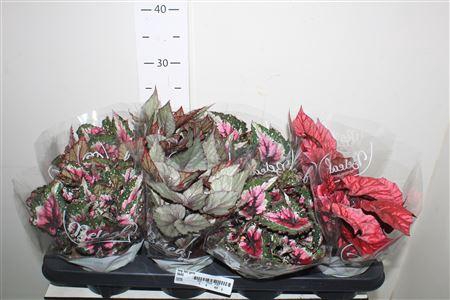 <h4>Beg Bel Gem</h4>