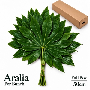 FATSIA JAPONICA BS