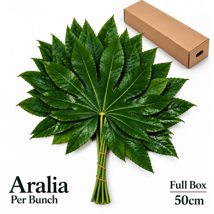 <h4>FATSIA JAPONICA BS</h4>