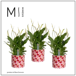 Mimesis Spathiphyllum - Bellini 13 cm in Lonneke - Spicy Blend