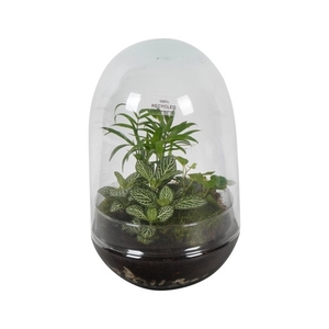 PTGB1842 Arrangement Terrarium