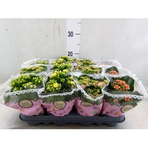 Kalanchoe blos.   ..mix