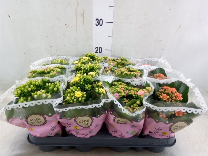 <h4>Kalanchoe blos.   ..mix</h4>