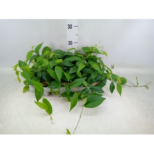 Ficus pumila   ...