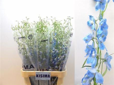 <h4>Delph En Sky Waltz</h4>