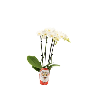 Potcover Santa Claus Phal Tropic Snowball 3-4T20+