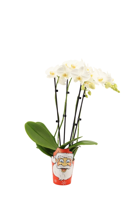 <h4>Potcover Santa Claus Phal Tropic Snowball 3-4T20+</h4>