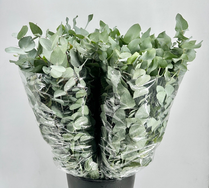 Euc. Cinerea A1 Da Vinci