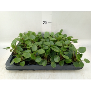 Pilea peperomoides