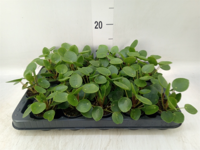 <h4>Pilea peperomoides</h4>