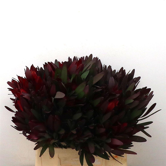 <h4>Leucad Safari Sunset Super</h4>