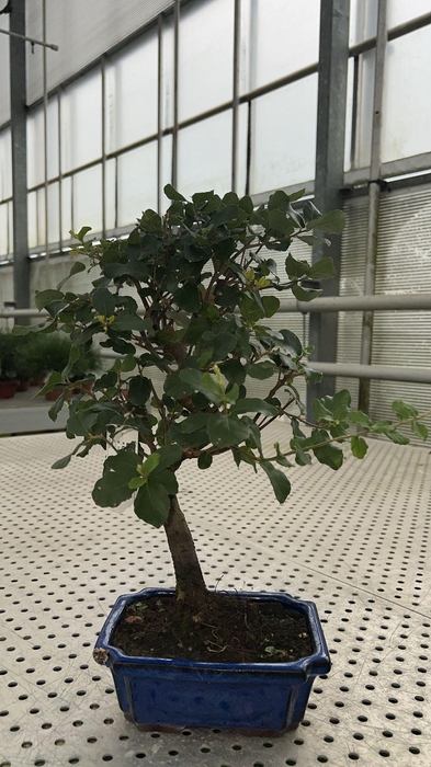 <h4>Quercus suber</h4>