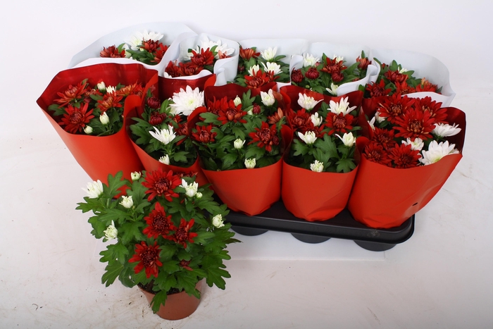 <h4>CHRYS CHRYSTAL GEM</h4>